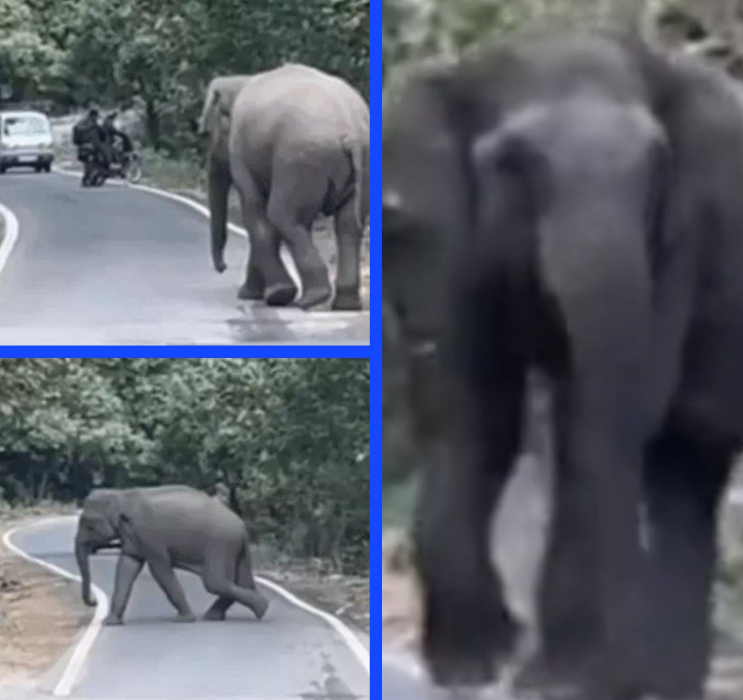 घायल साथी के लिए सड़क पर डटा रहा हाथी, कॉर्बेट के पास दिखी वन्यजीवों की बेमिसाल समझदारी प्रेम, सुरक्षा और सूझबूझ का भावुक कर देने वाला दृश्य कैमरे में कैद