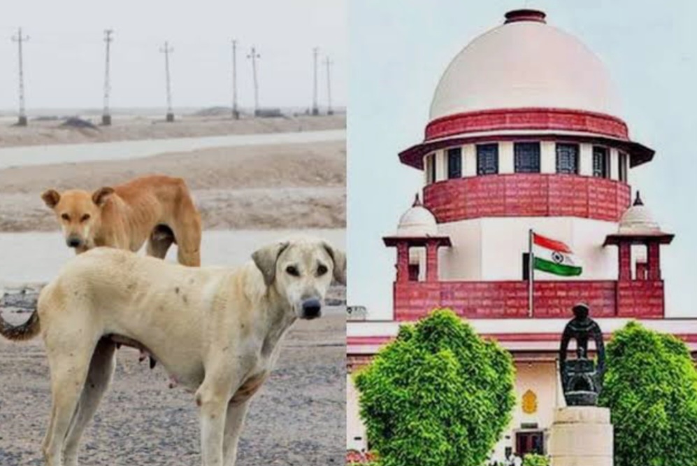 आवारा कुत्तों को हटाने पर सुप्रीम कोर्ट में बहस तेज, ABC नियमों और शेल्टर क्षमता पर सवाल