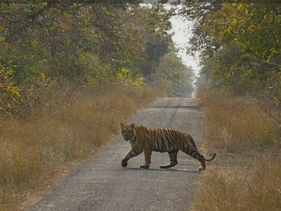 बाघ की सुरक्षा से खिलवाड़ – दो जिप्सी चालक व दो गाइडों पर अनिश्चितकालीन प्रतिबंध